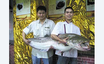 2932_Yangtze Catfish_Silurus meridionalis.jpg
